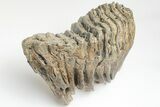 Woolly Mammoth Lower M Molar - North Sea Deposits #207297-4